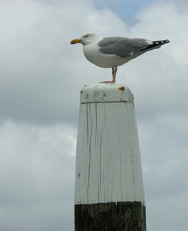 Texel  Tiere  PICT 1677.jpg